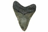 Fossil Megalodon Tooth - North Carolina #344047-2